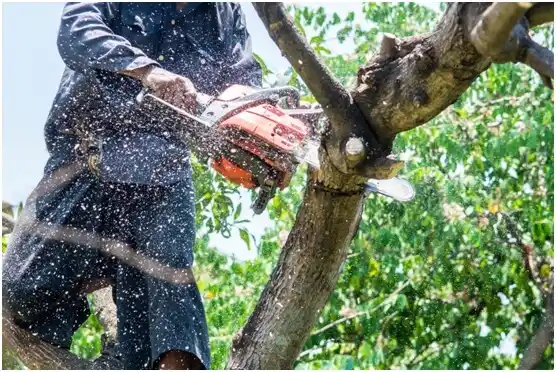 tree services Bruce